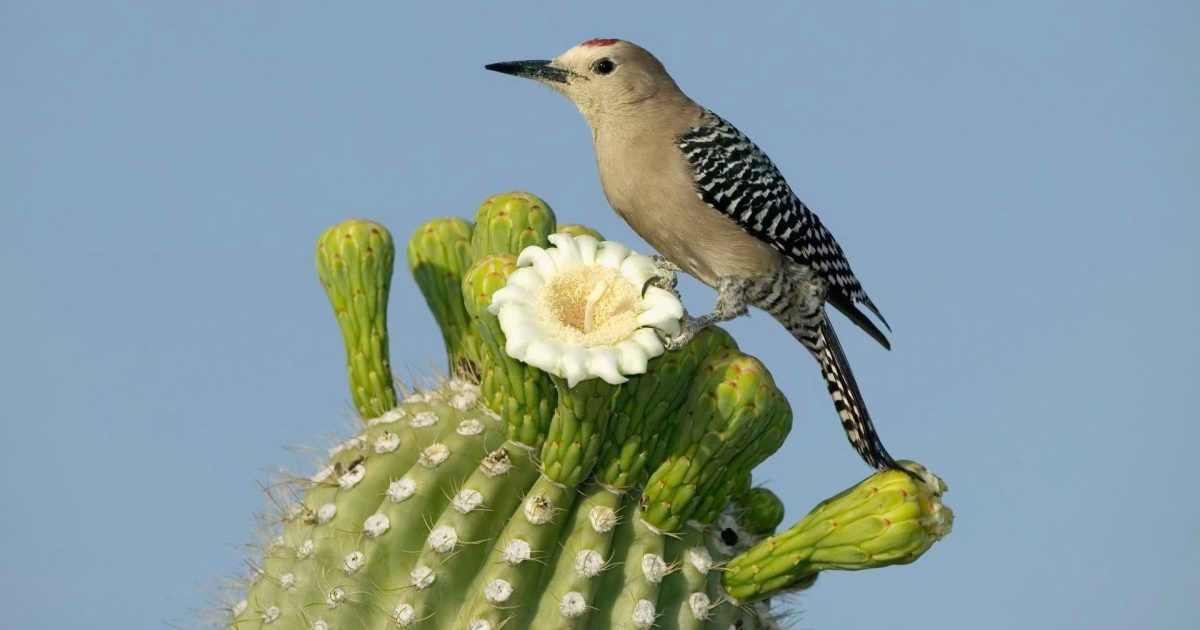 Tucson Audubon’s Mason Center: A Desert Oasis For Nature Lovers ...