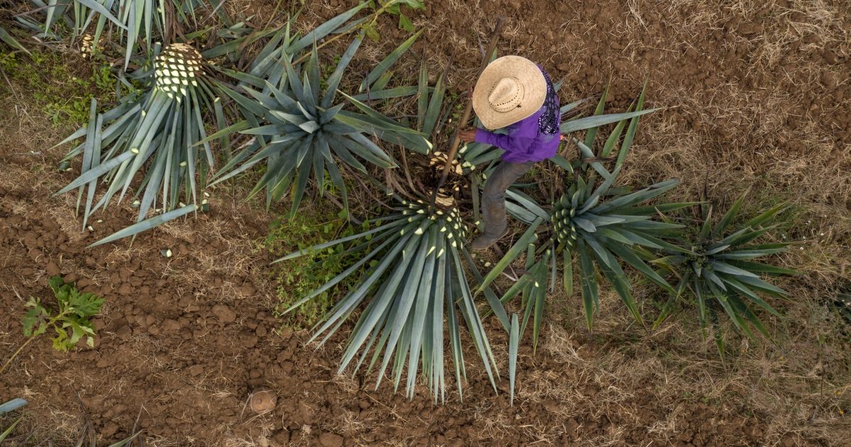 The Agave Heritage Festival Discover Marana